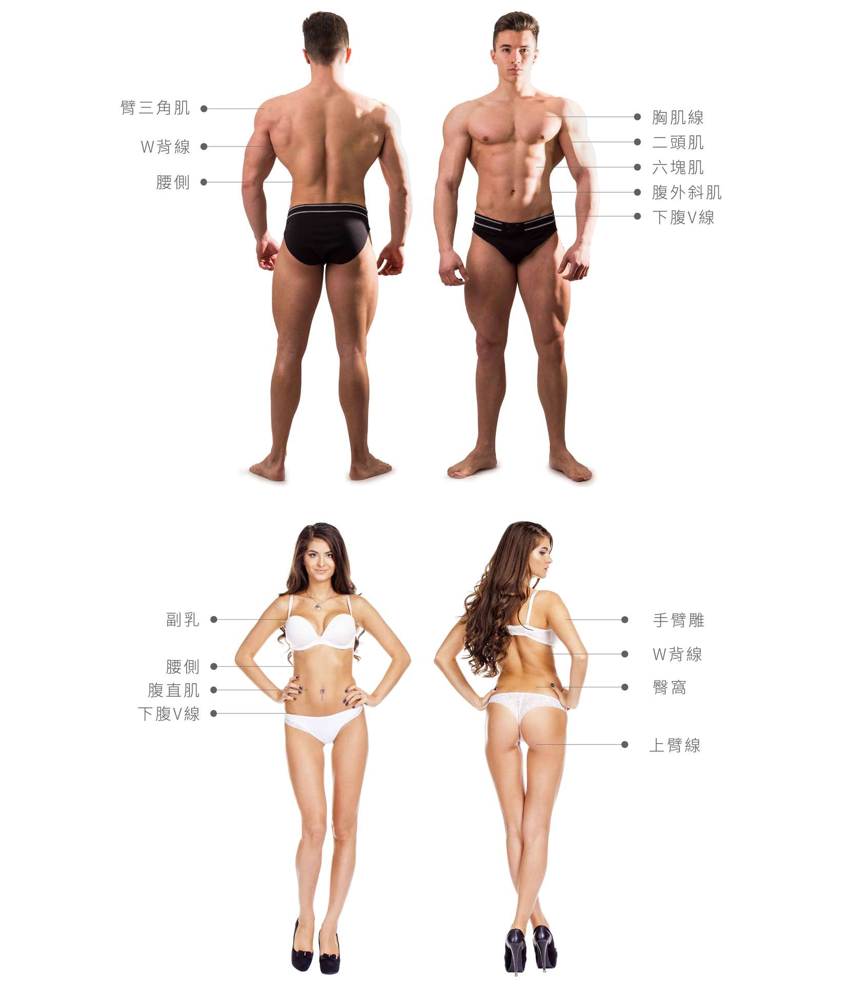 男性及女性體雕部位