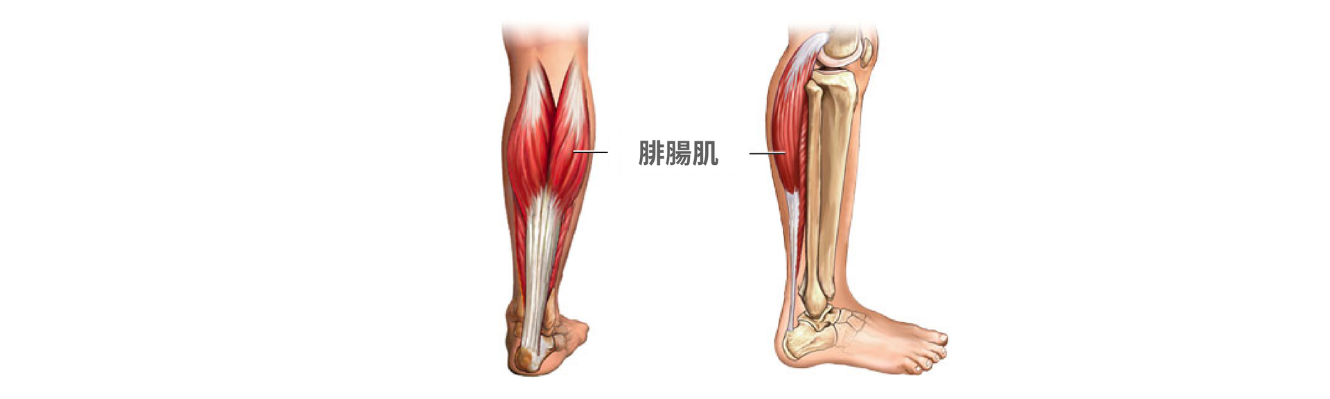 瘦小腿肌肉